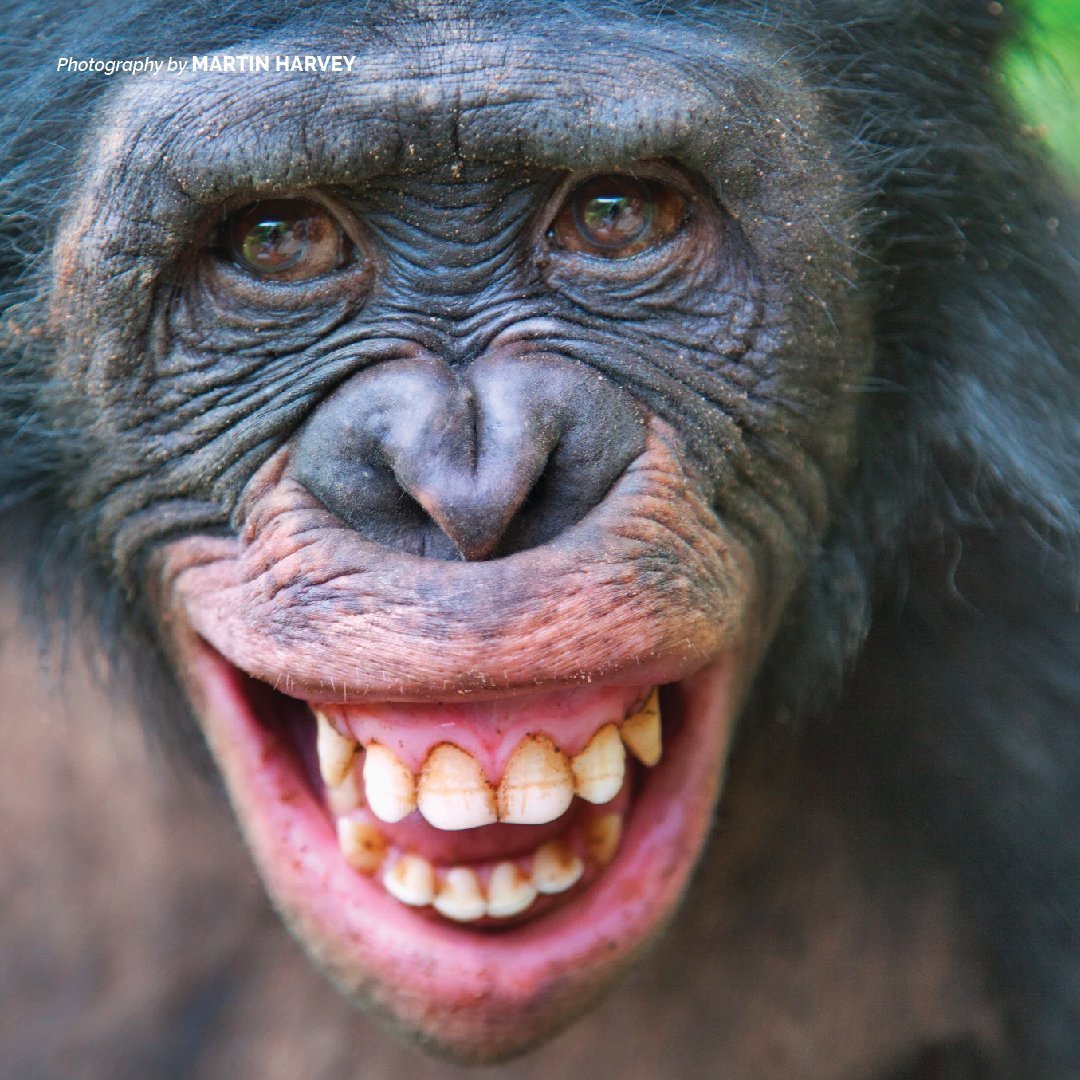 Обезьяна улыбается