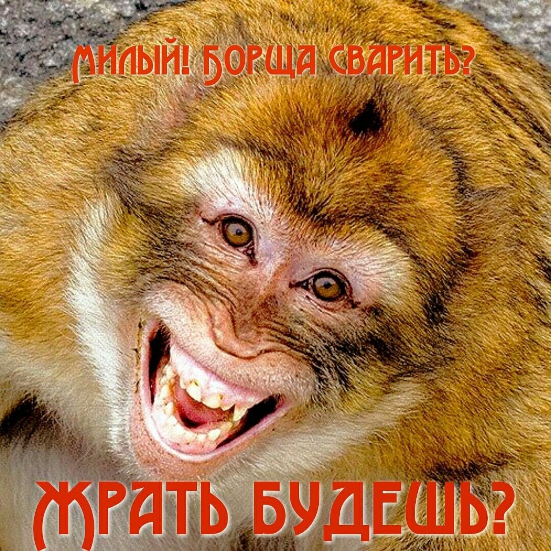 Шимпанзе улыбается