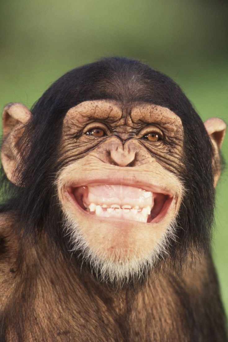 Обезьяна улыбается