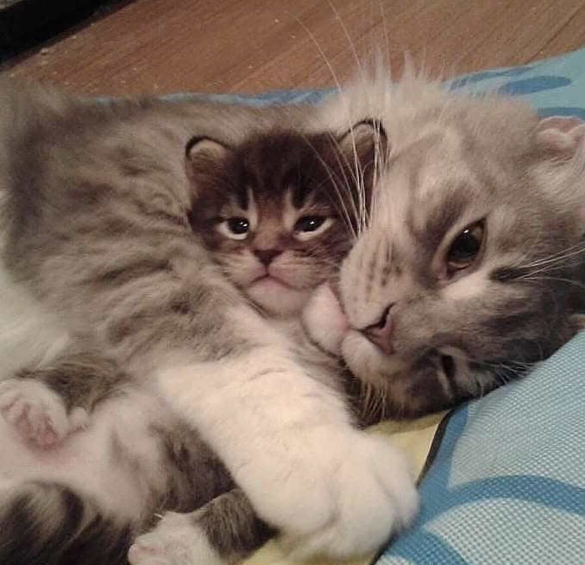 Мама кошка и котенок