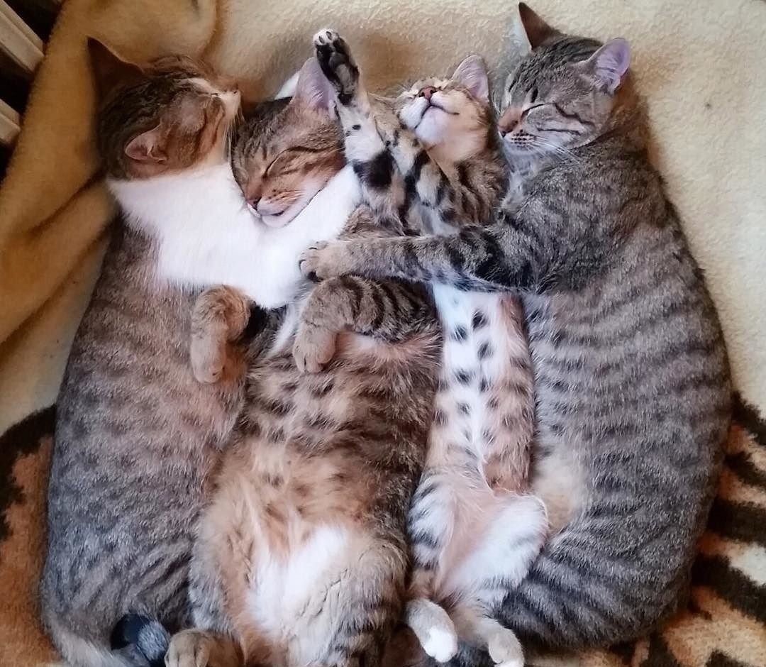 Папа кот и котенок