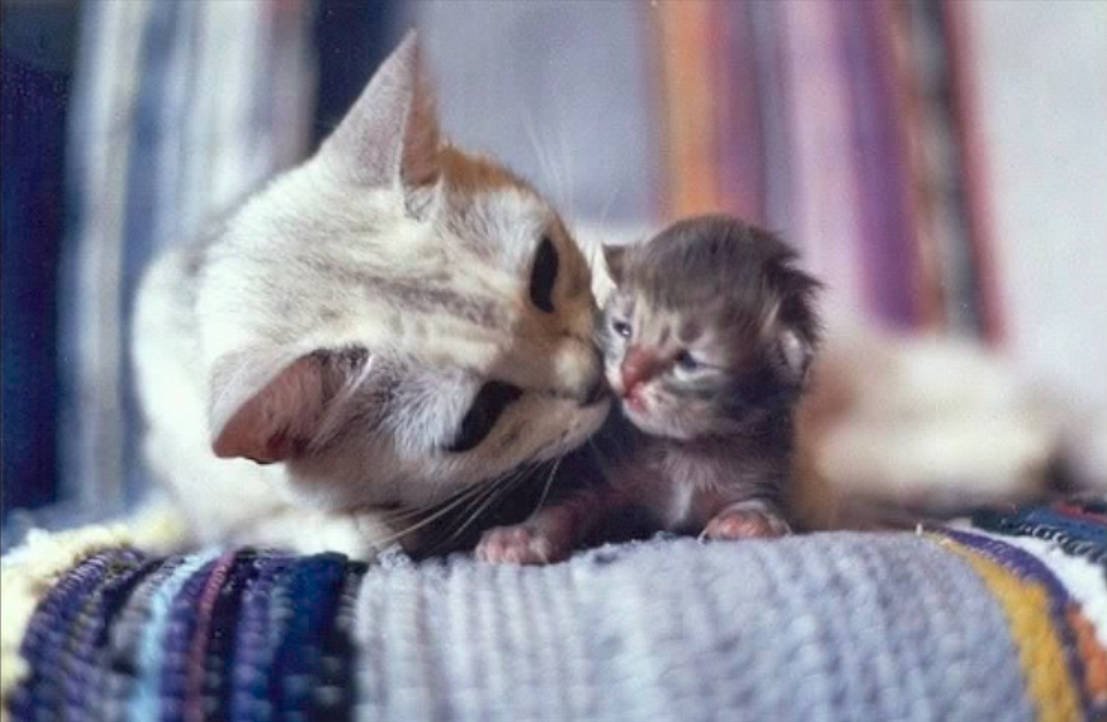 Мама кошка и котенок