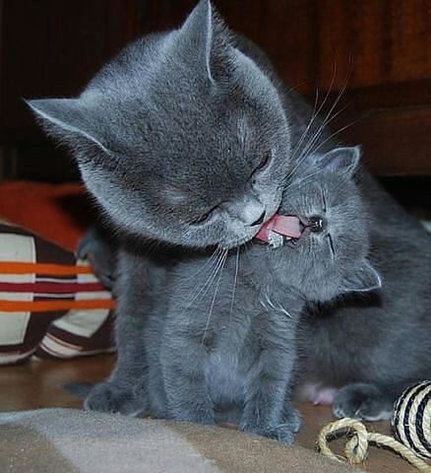 Кошка несет котенка