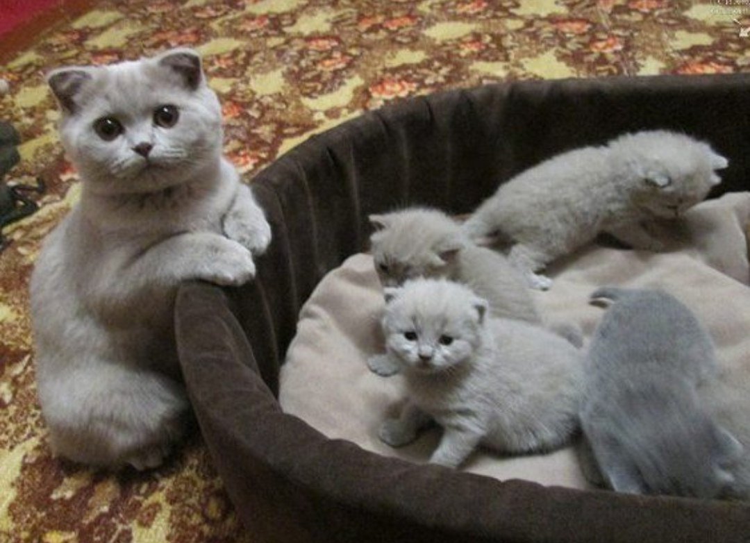 Рыжие кошки семья