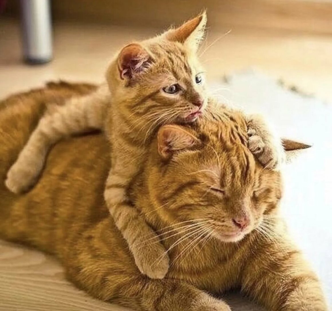 Рыжая кошка с котятами