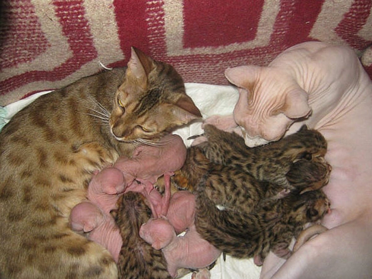 Мама кошка и котенок