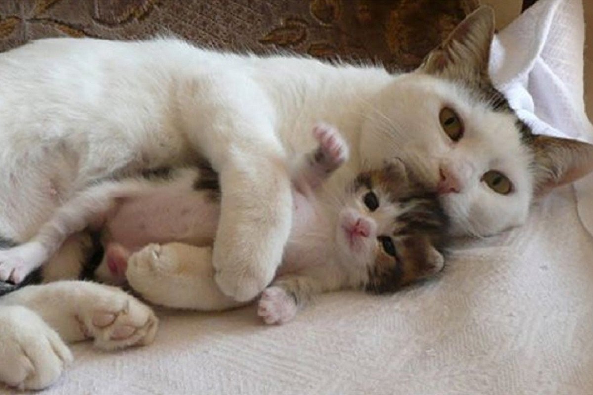 Спящий рыжий котенок