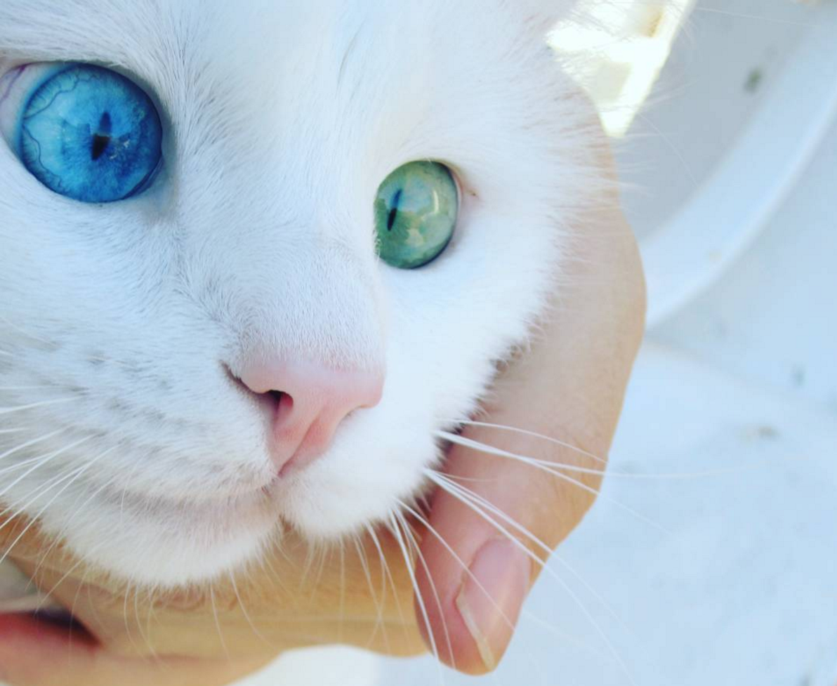 Другой голубой. Белый кот с разноцветными глазами. Коты с разноцветными глазами. Красивые кошки с разноцветными глазами. Белые коты с разноцветными глазами.