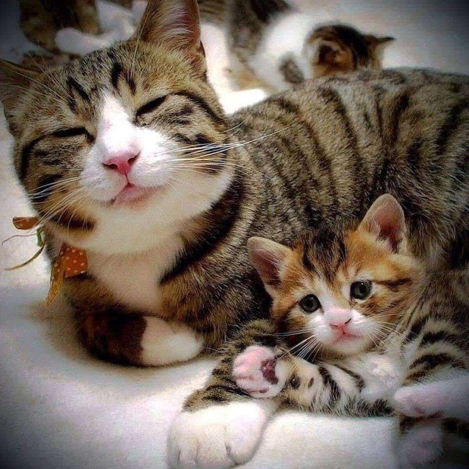 Маленький котенок спит