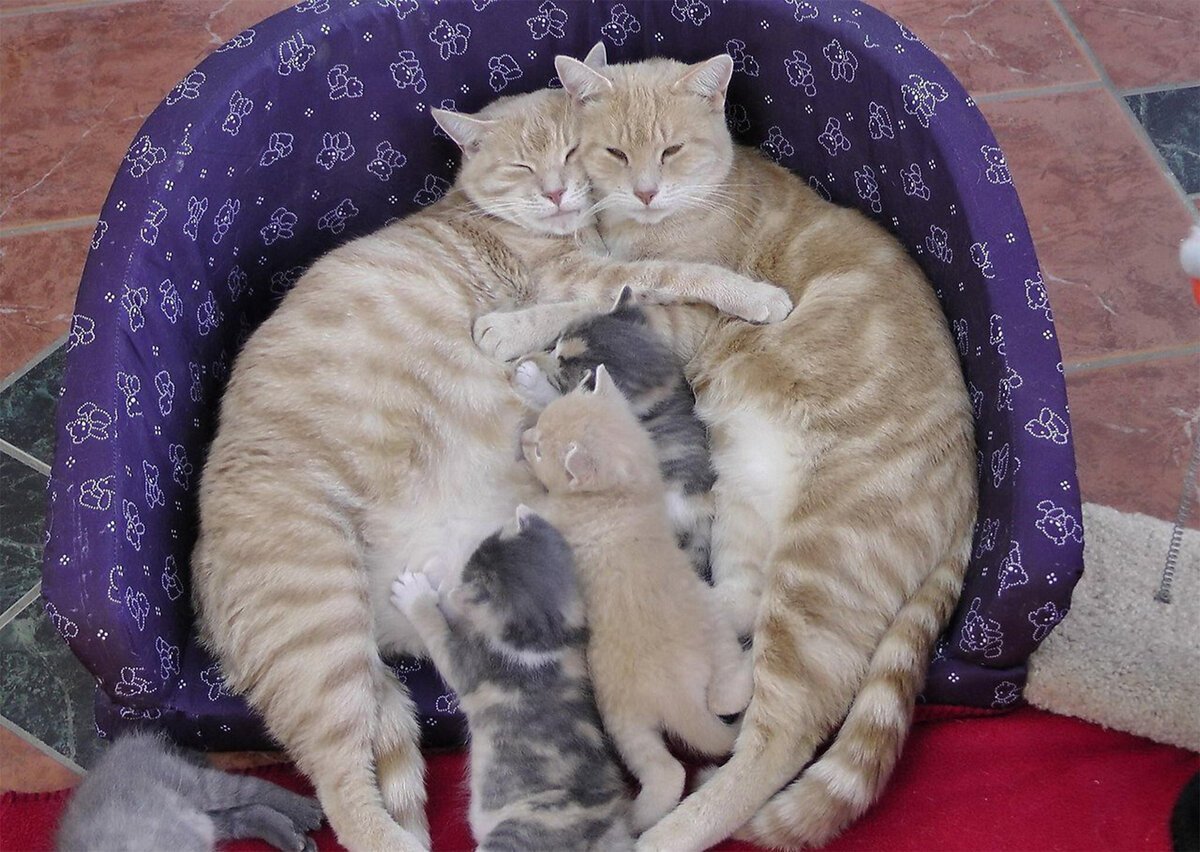Милые котики с мамой