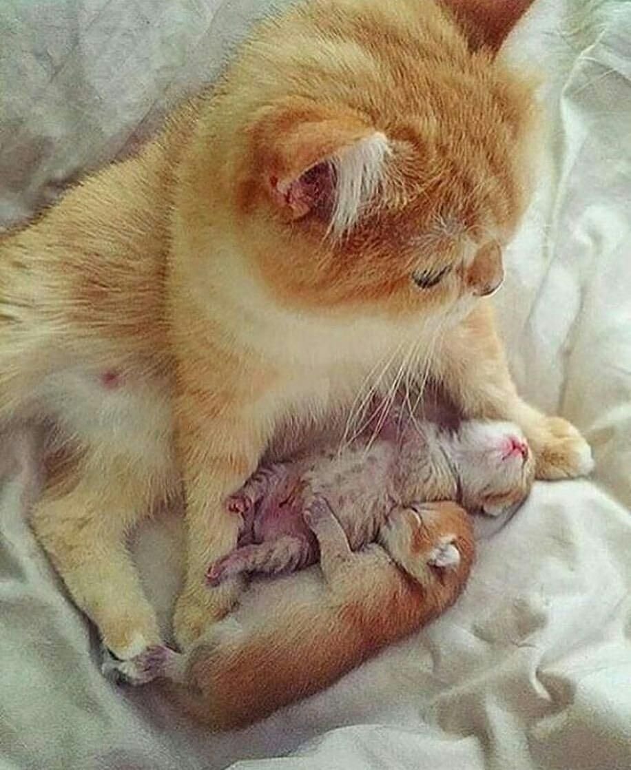 Рыжий новорожденный котенок