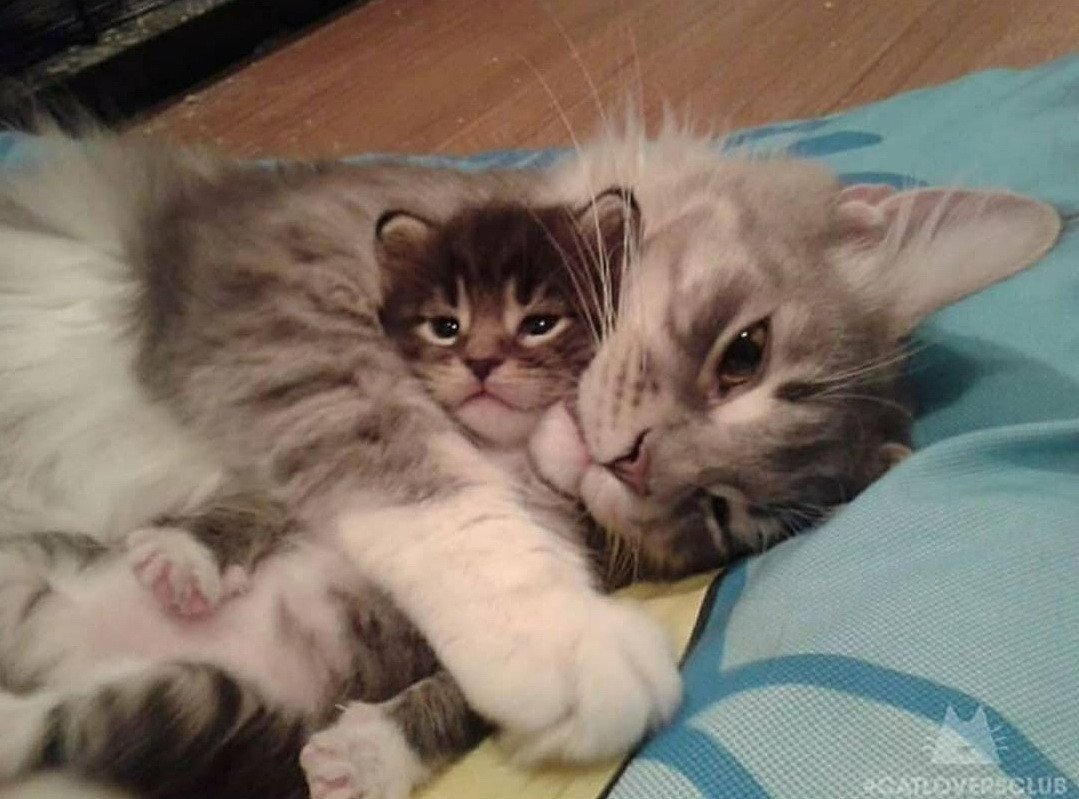 Матушка кошка