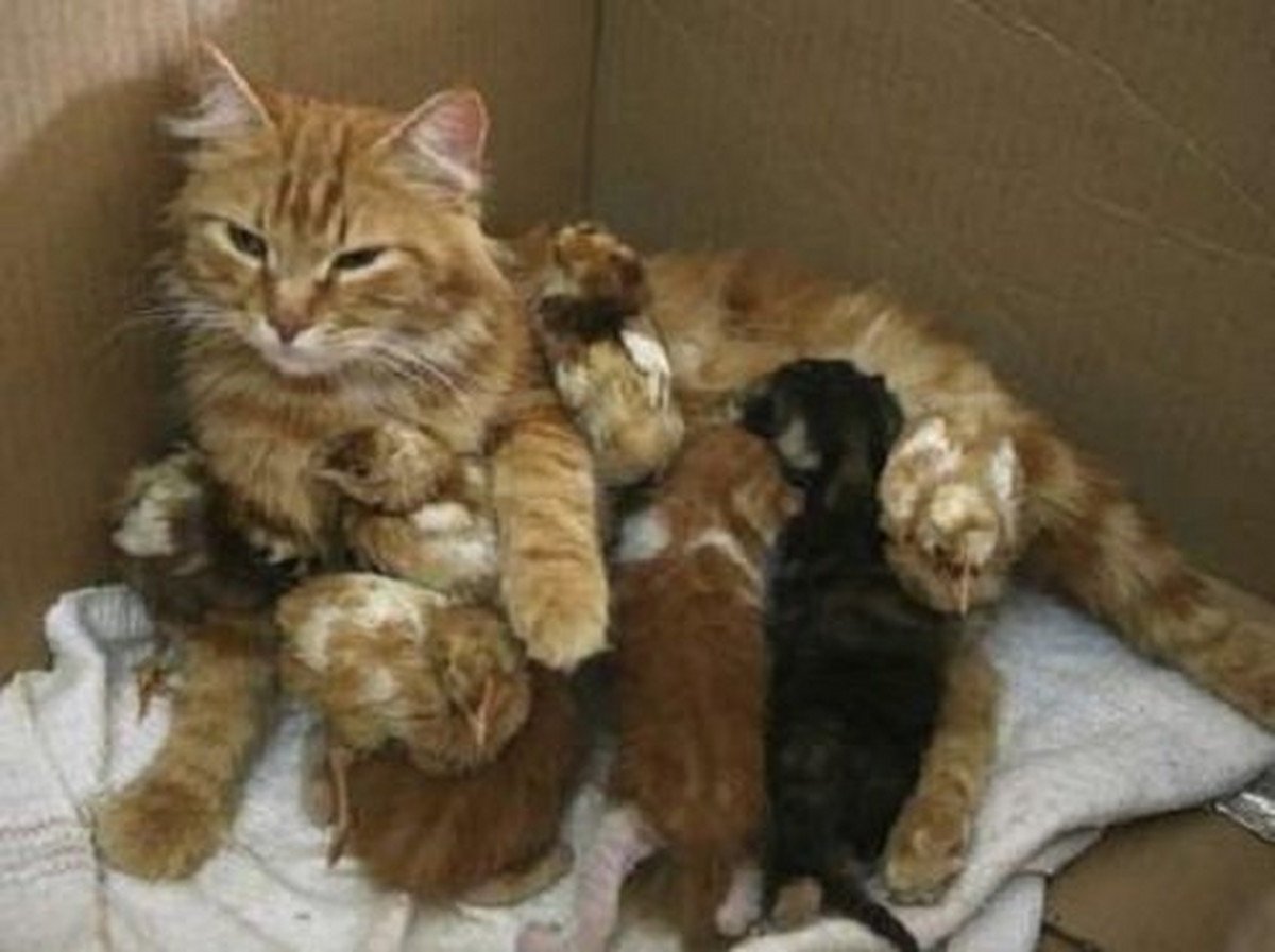 Милые и трогательные котята