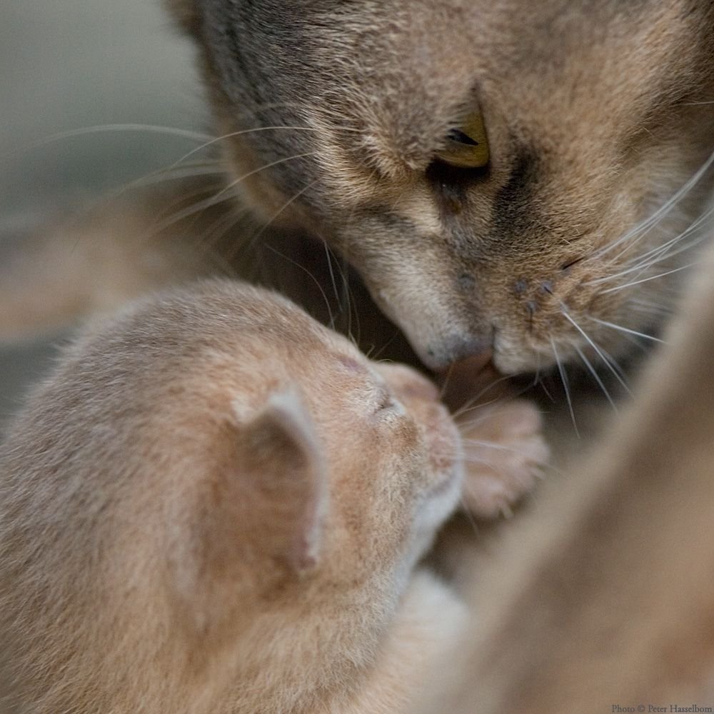 Кошка под одеялом