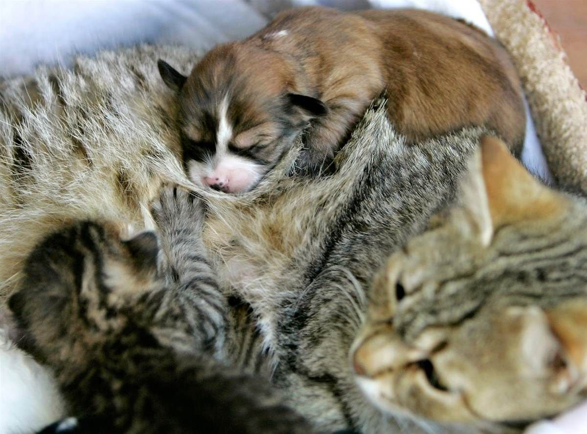 Мама кошка и котенок