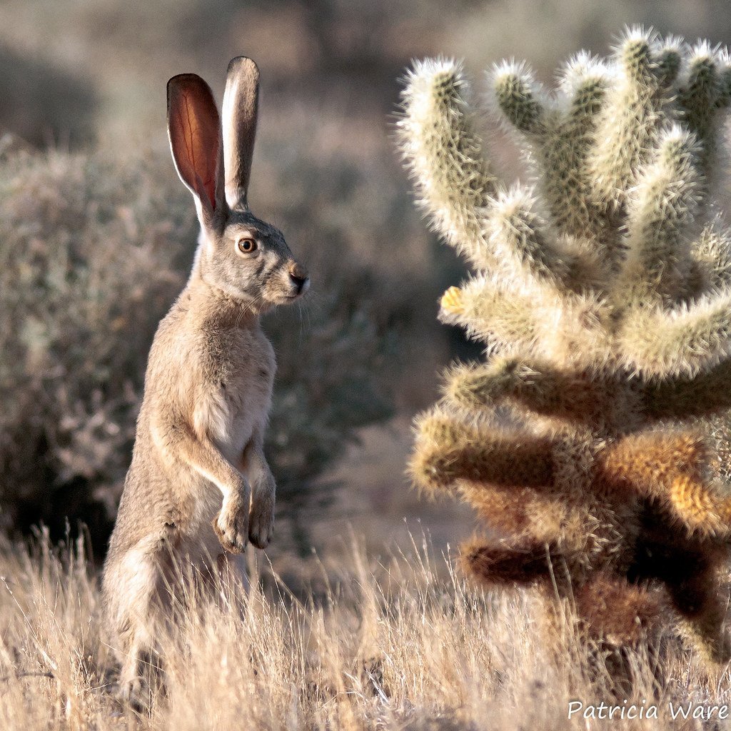 Карликовый Русак кролик