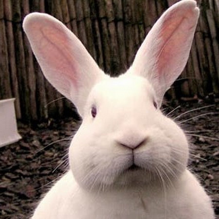 Прикольный заяц карикатура