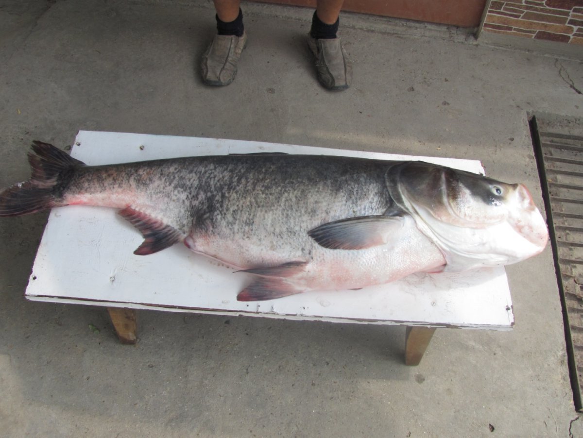 Толстолобик костлявый или нет