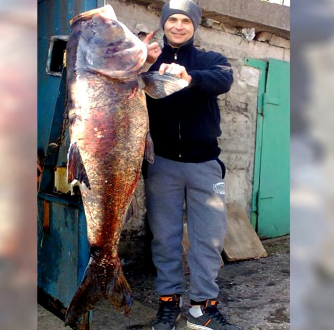 Пёстрый толстолобик Aristichthys Nobilis