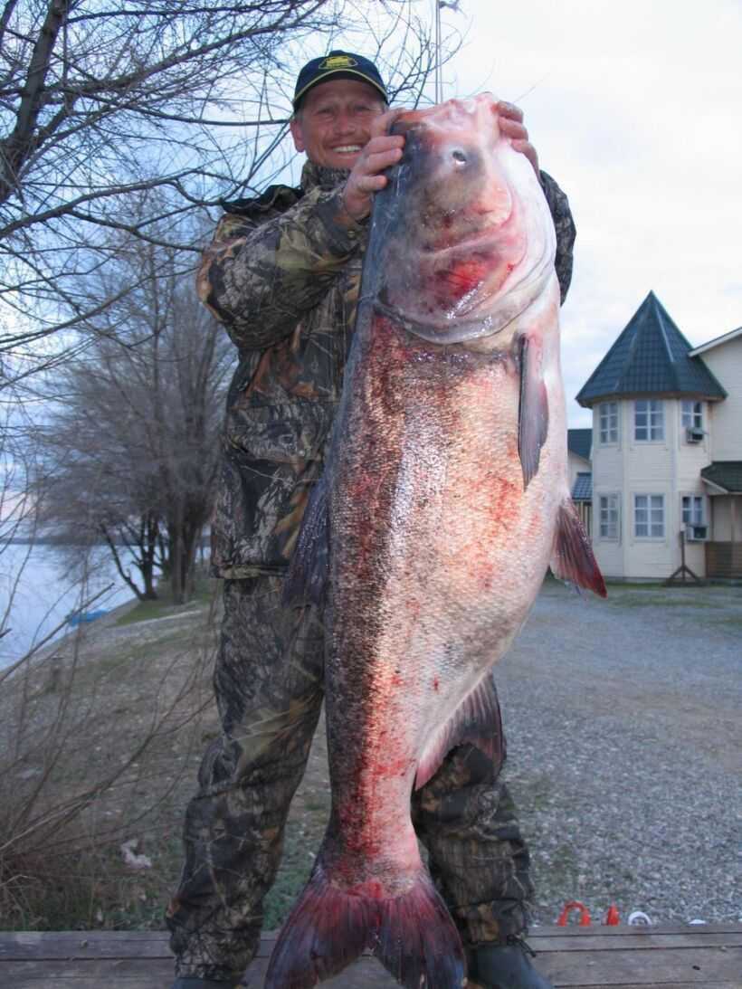 Толстолобик Донской