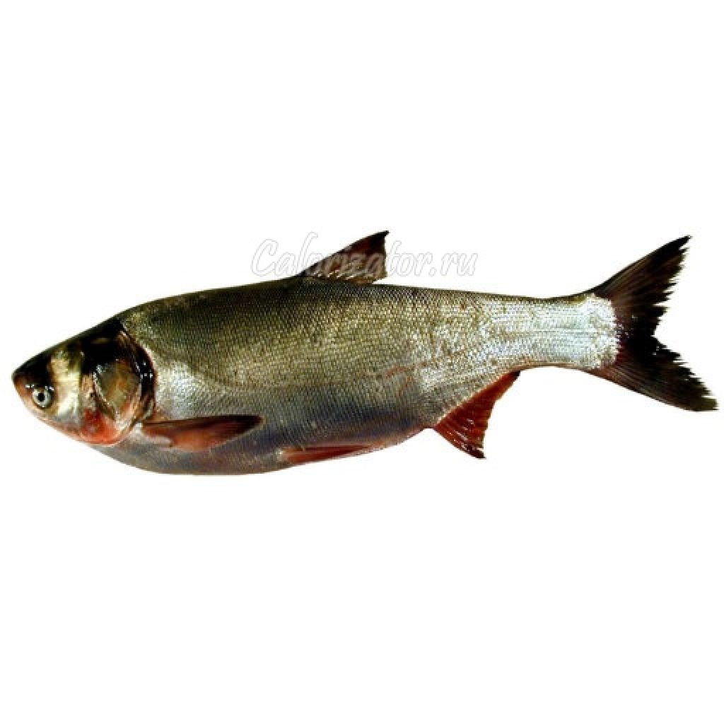 Толстолобик на траве