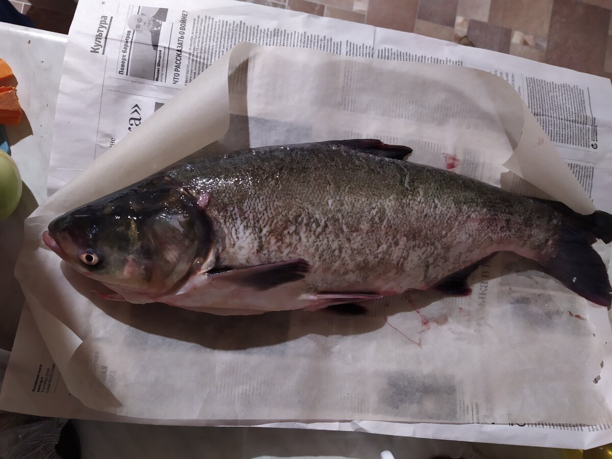 Рыба сазан под водой