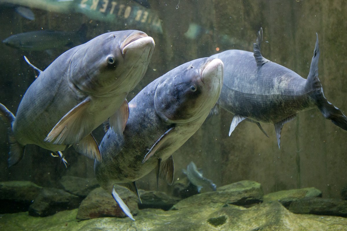 Ловля пестрого толстолобика