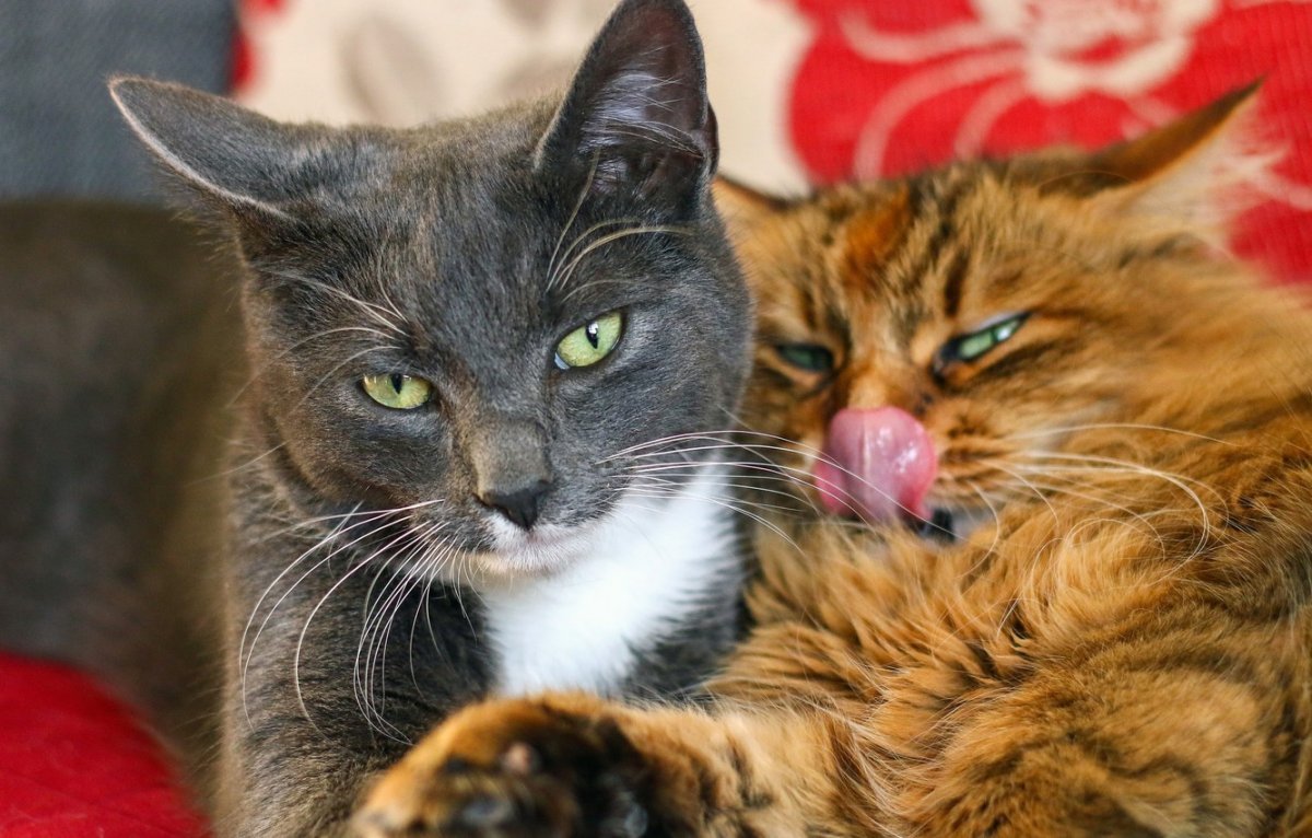 Кот, ла Рамбла, Барселона, Испания