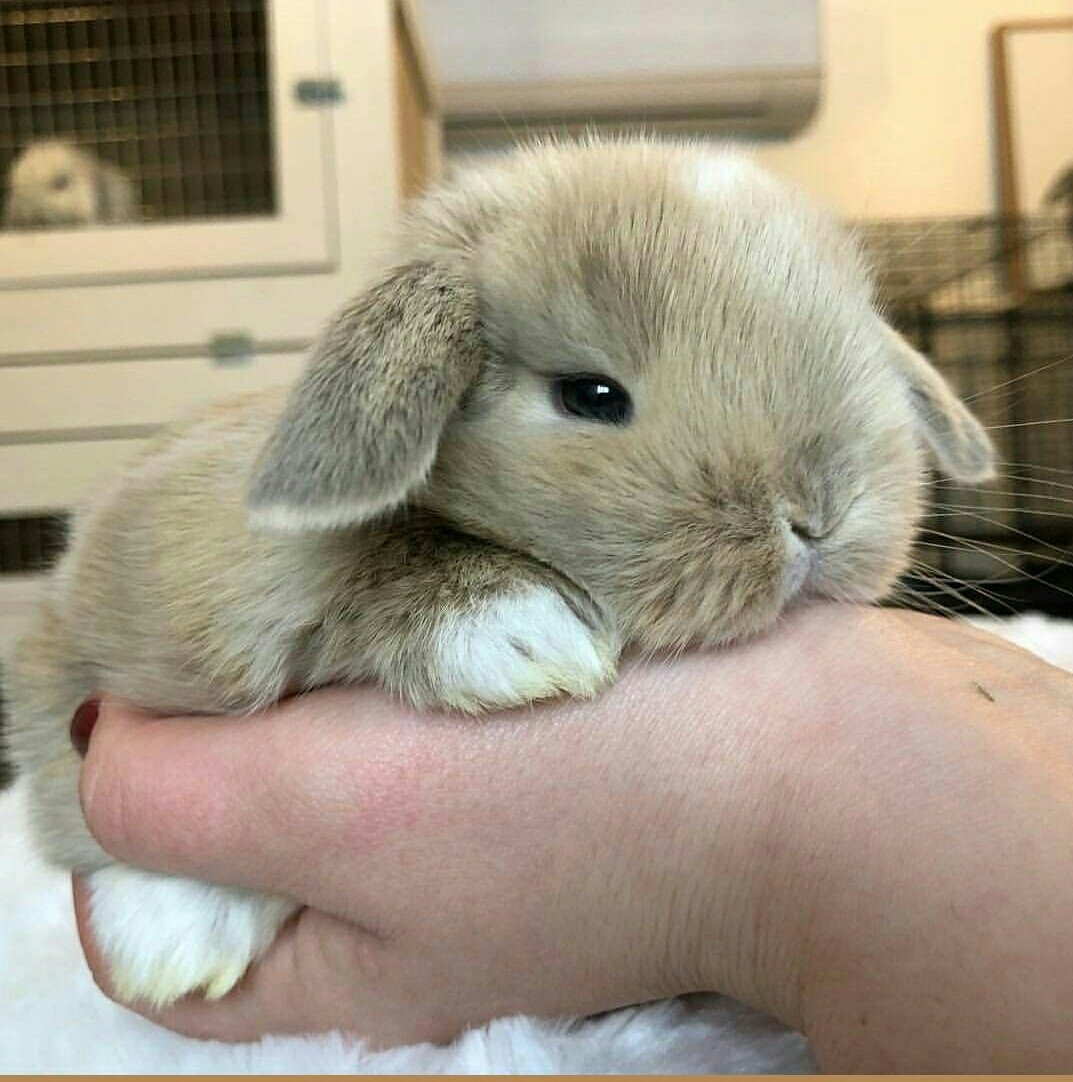 Карликовый вислоухий кролик