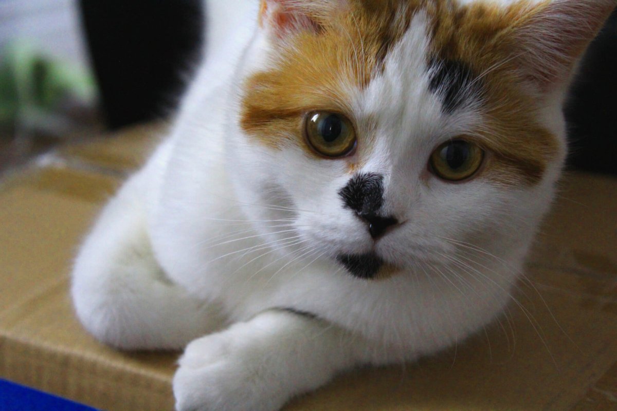 Селфи кота с собаками