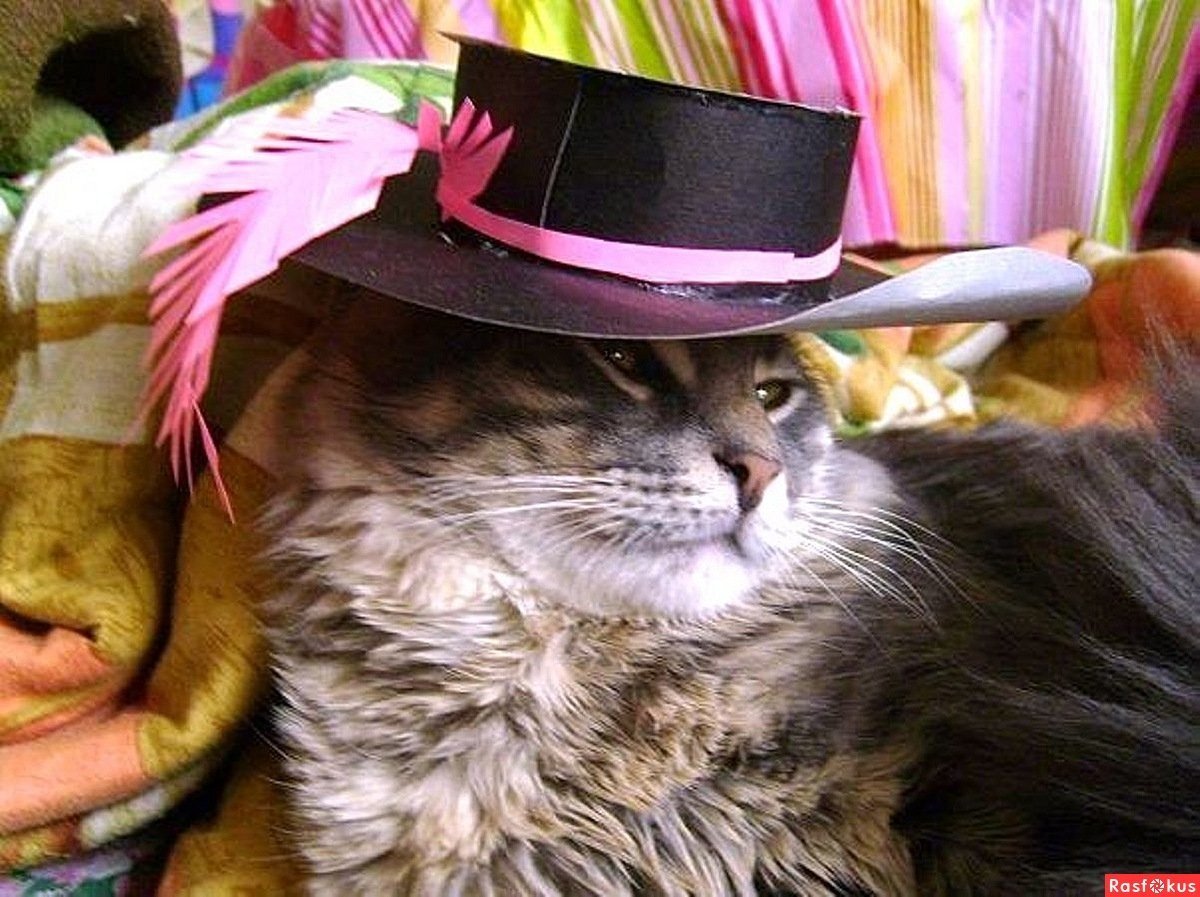 Рыжий кот в кепке