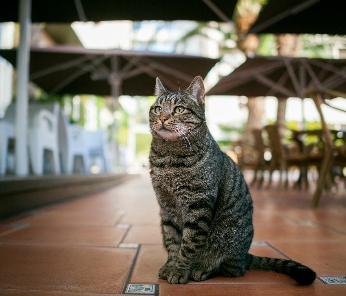 Стамбул город кошек