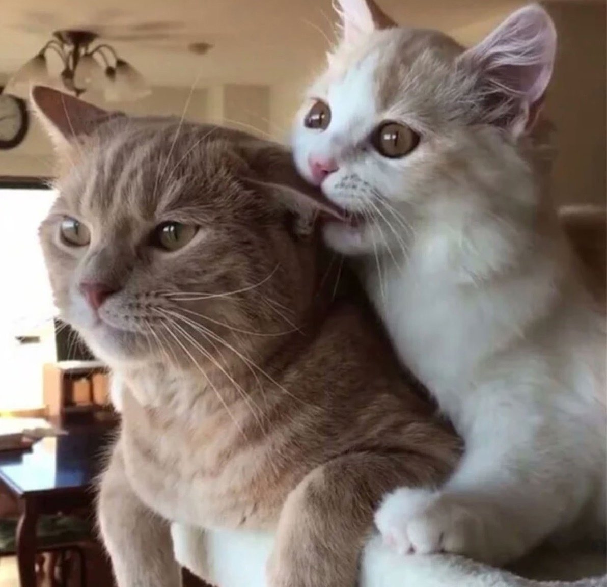 Интересные факты о котах и кошках