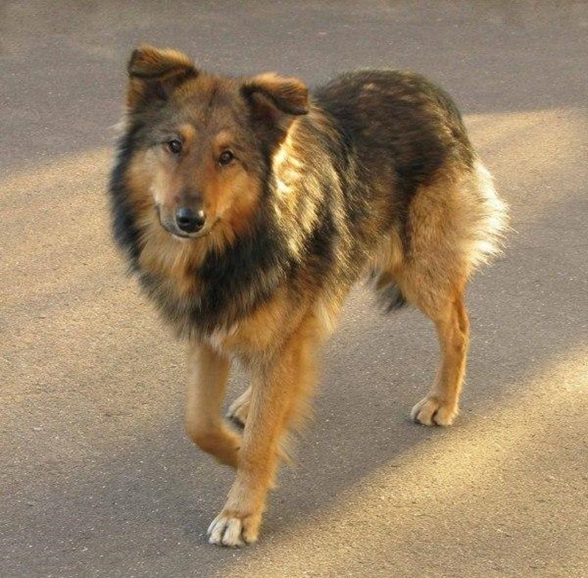 Порода собак дворняга