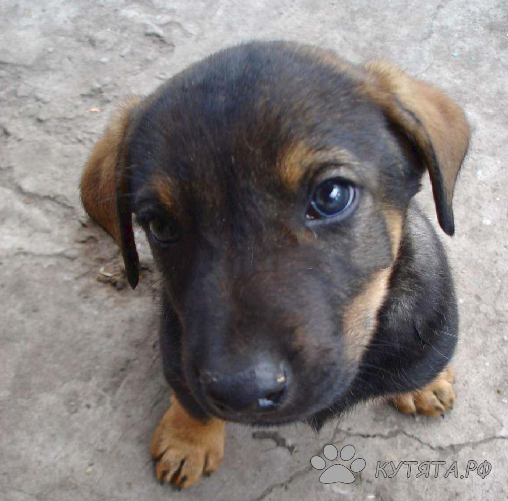 Беспородные рыжие собаки