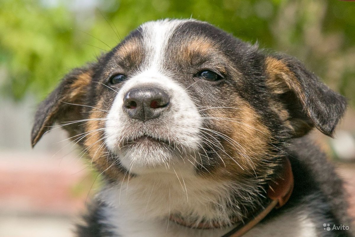 Дворняжка короткошерстная