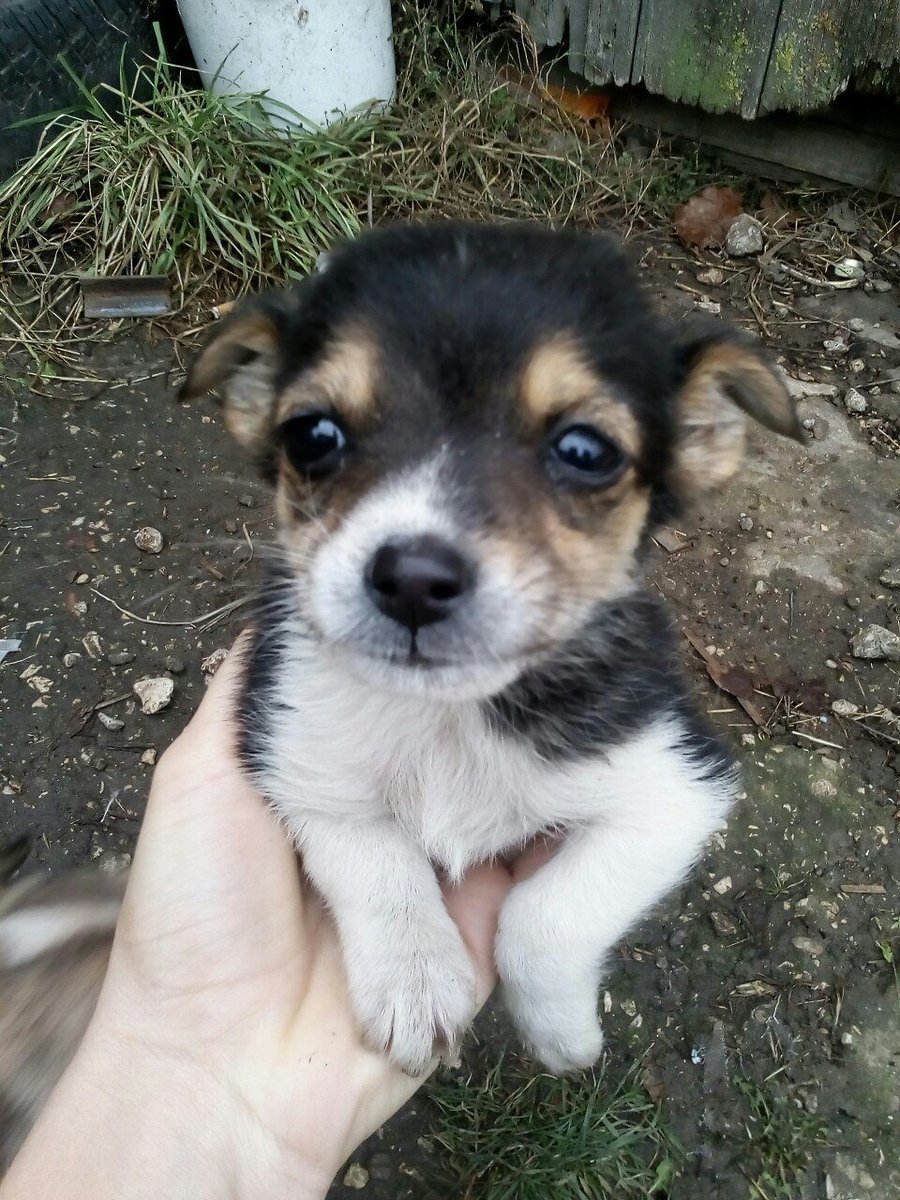 Самая толстая собака в мире