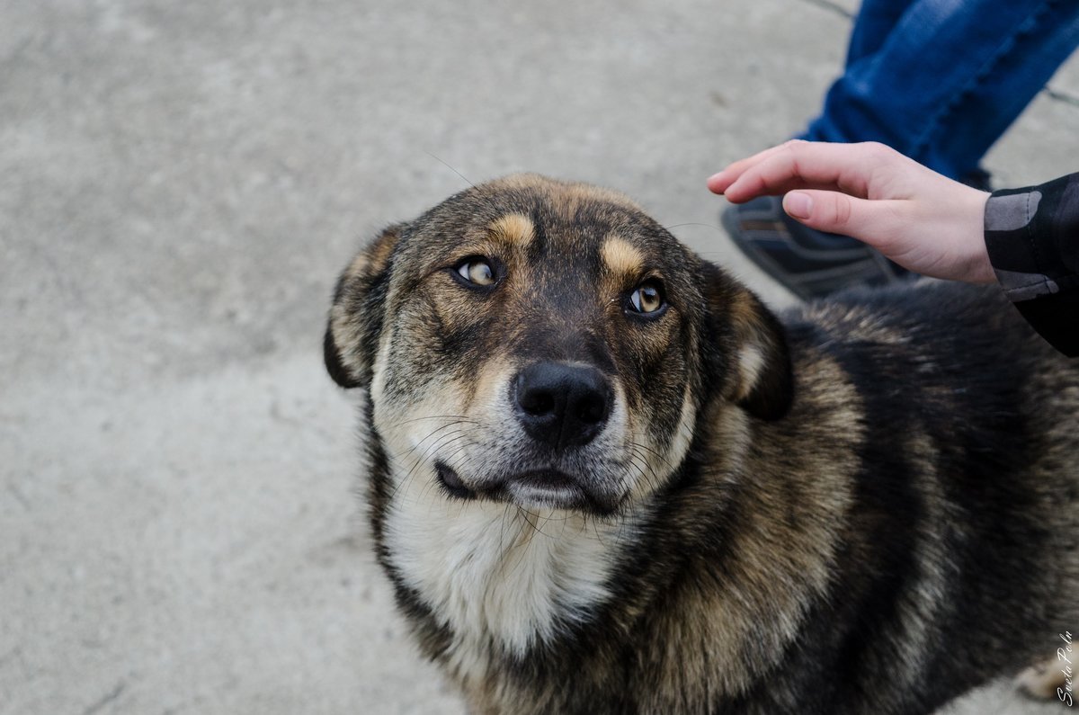 Маленькая овчарка