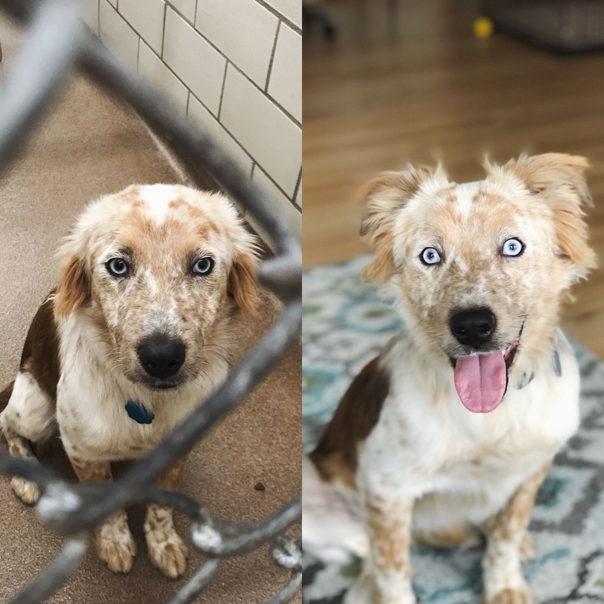 Бездомная дворняга