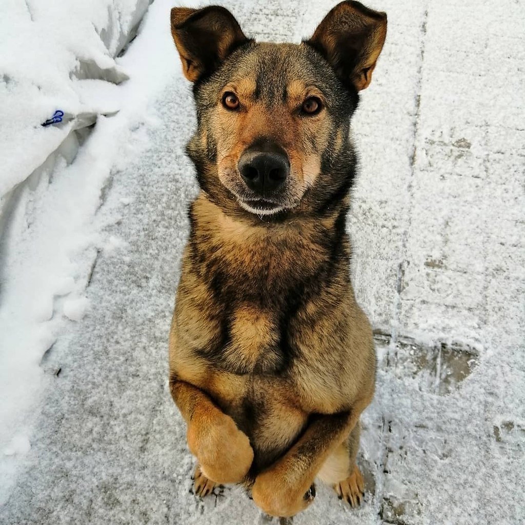 Американский двортерьер