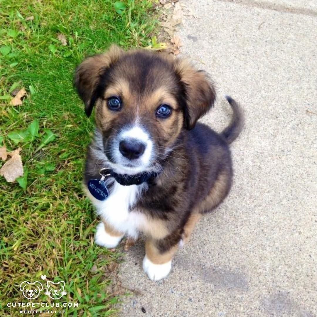 Каштанка порода