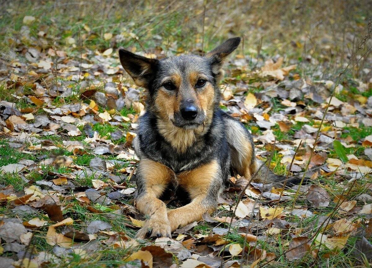 Собака дворняжка