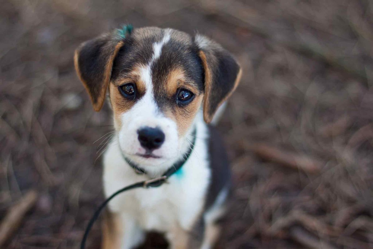 Рыжая собачка стройная