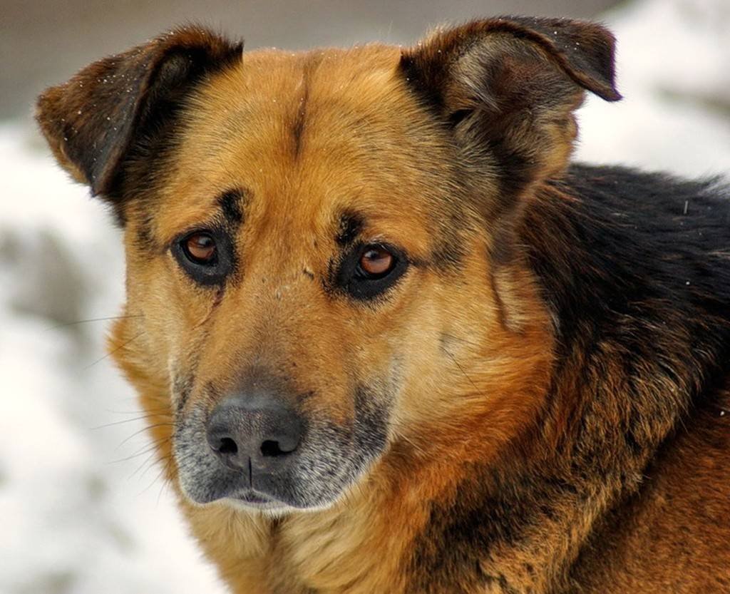 Беспородная собака дворняжка