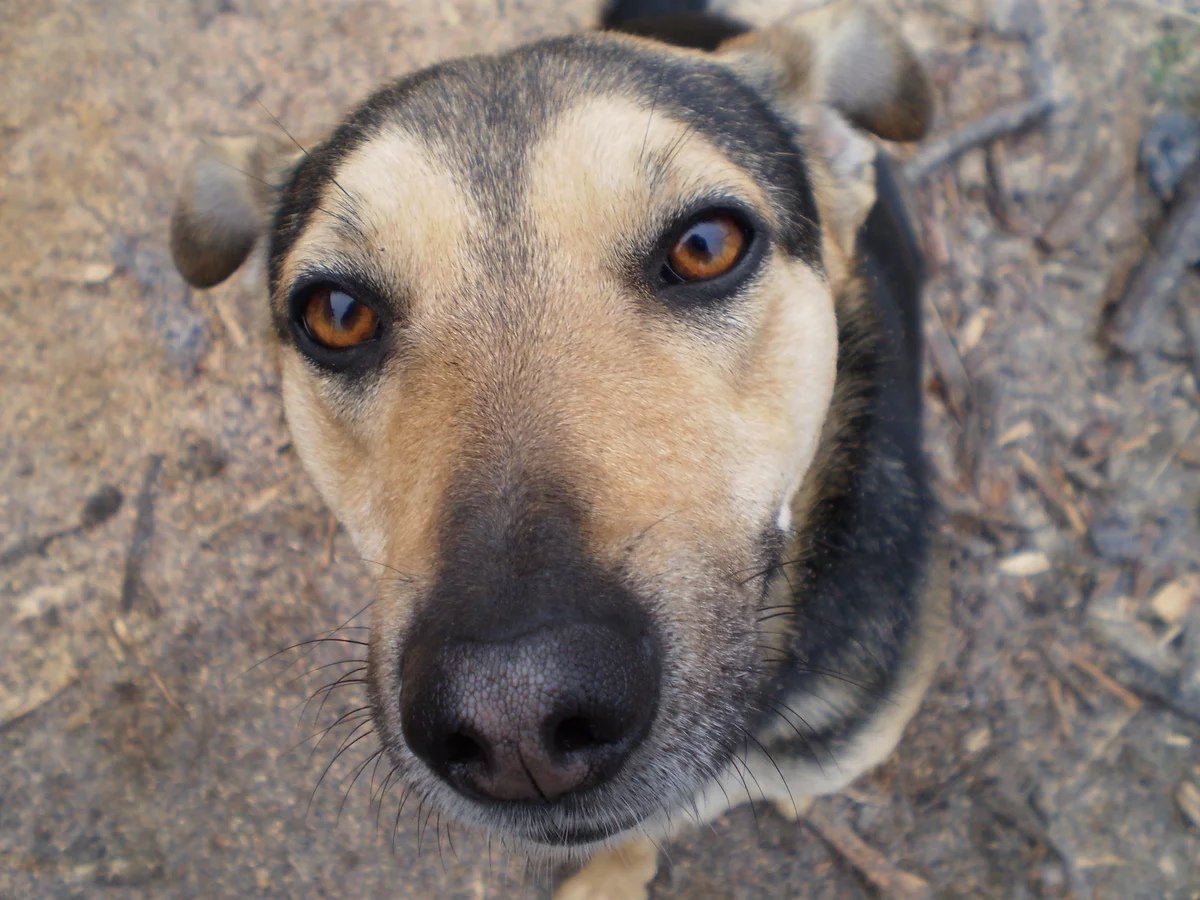 Карликовый двортерьер