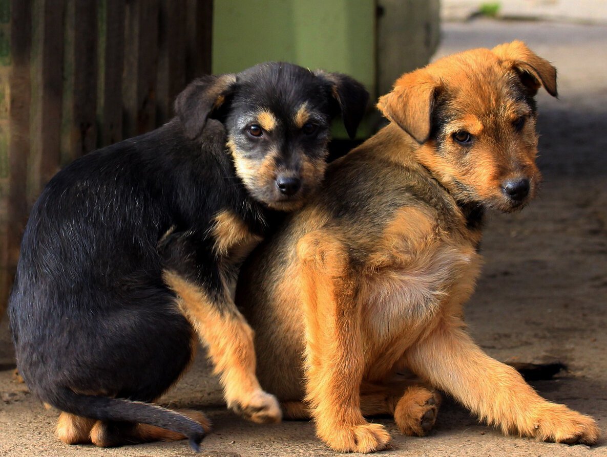 Беспородная собака дворняга