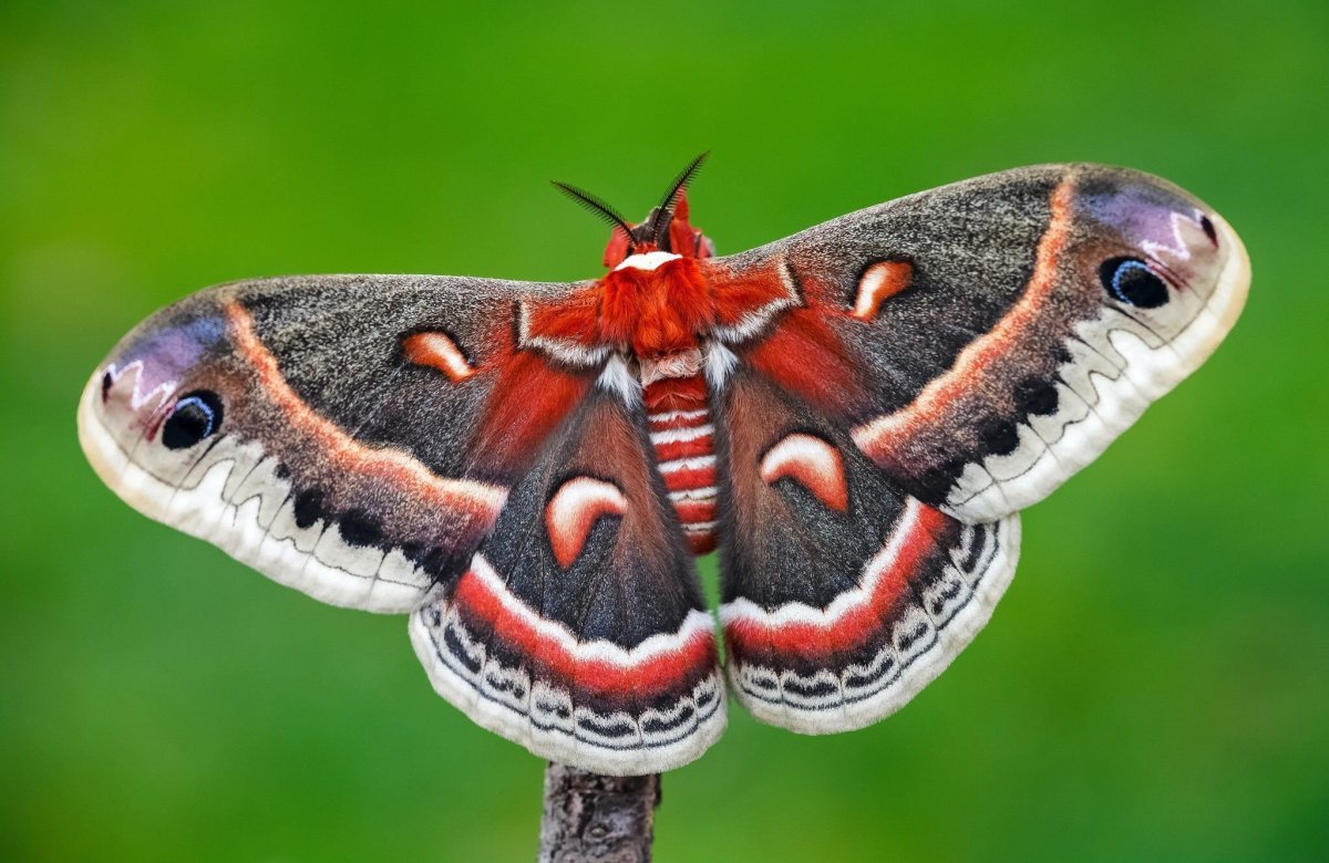 Бабочка Atlas Moth