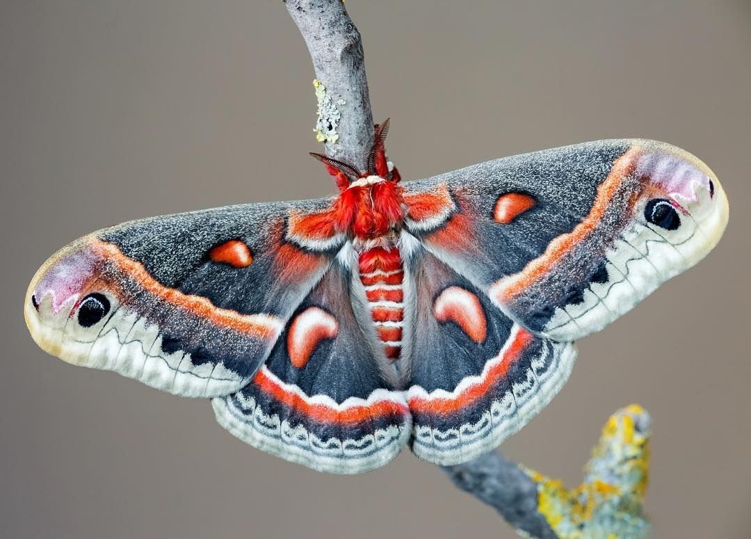 Павлиноглазка атлас Attacus Atlas