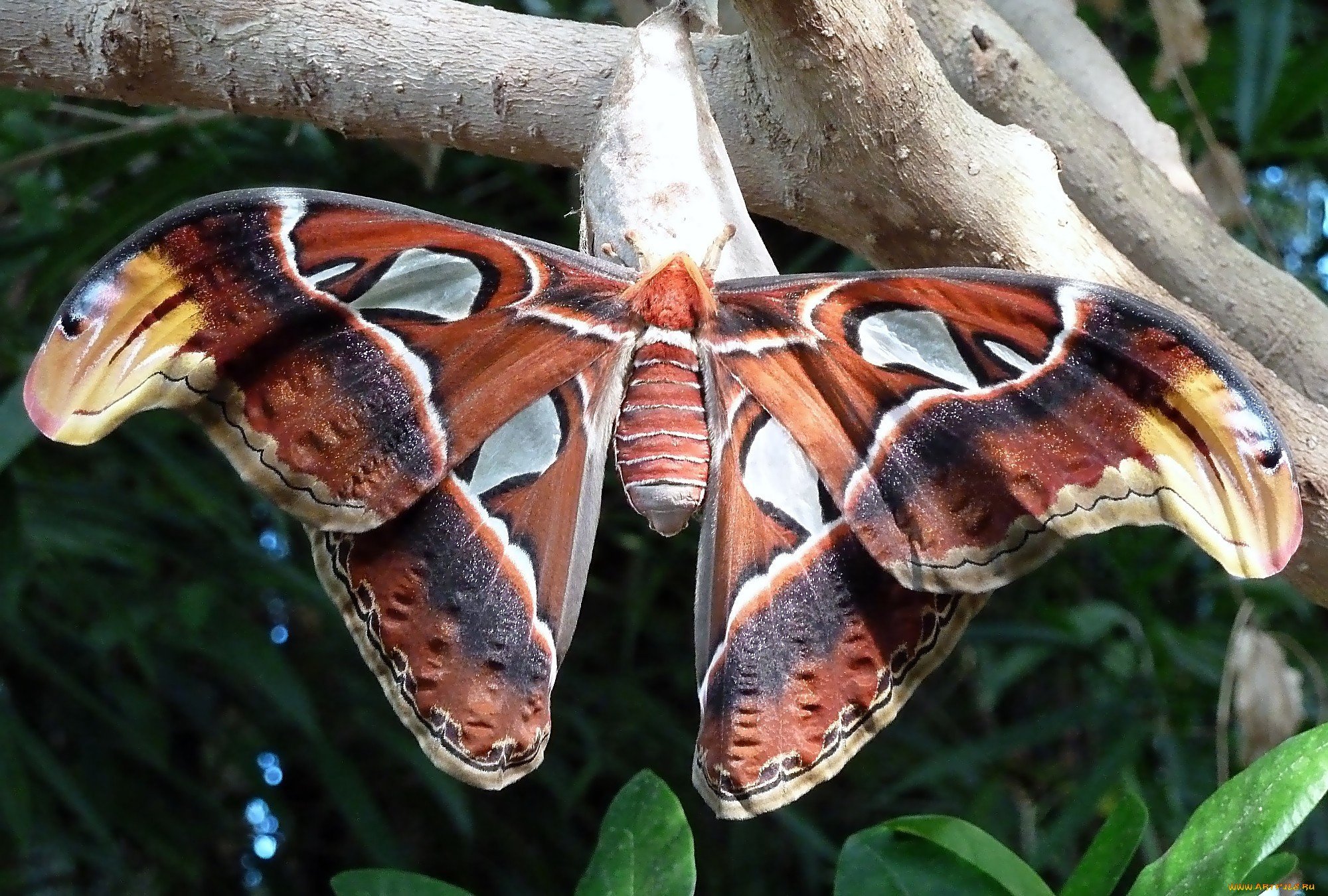 Необычные бабочки мира - 72 фото