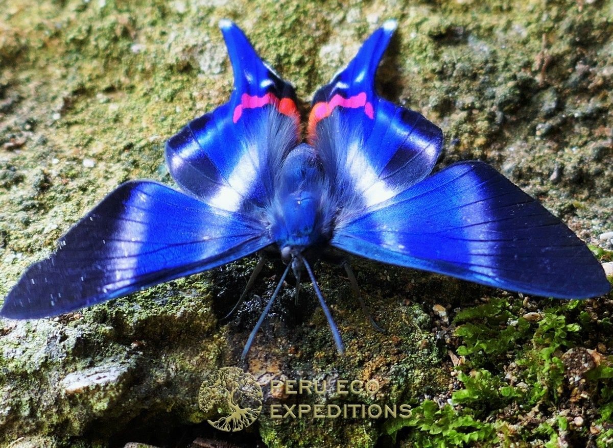 Бабочка Урания Мадагаскарская